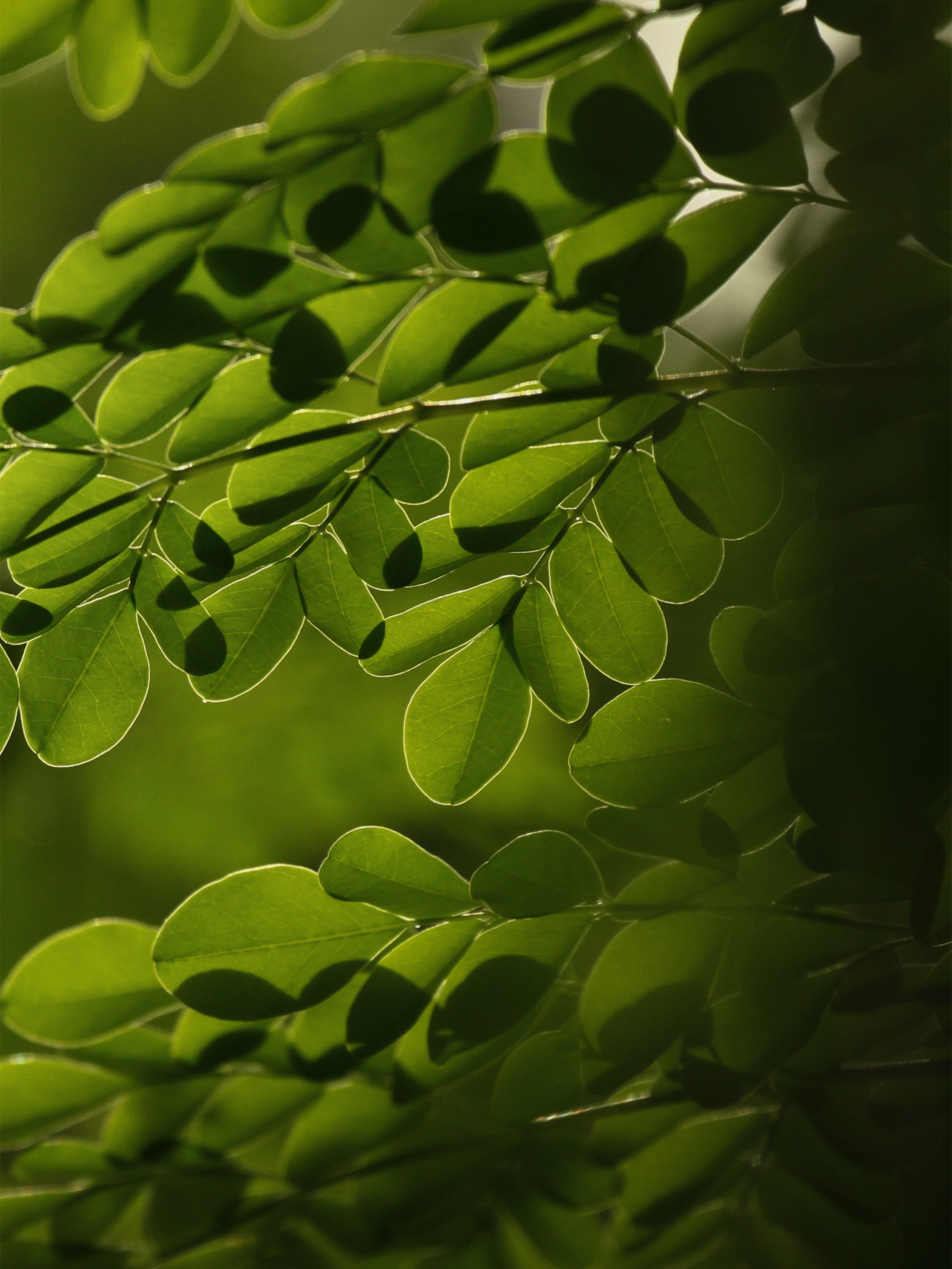 アーユルヴェーダにおける「モリンガ」とは？美容やライフスタイルへの嬉しい効果